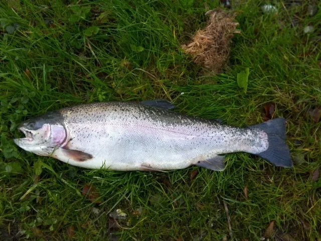 Regenbogenforelle