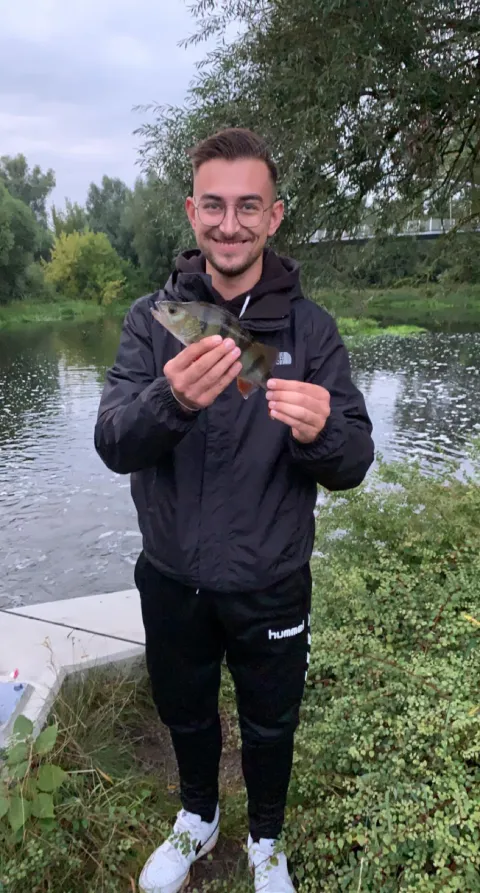 Flussbarsch