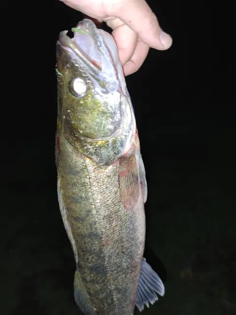Zander