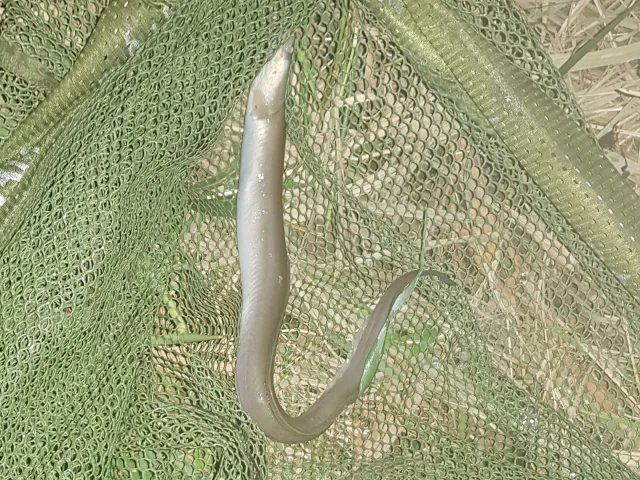 Aal