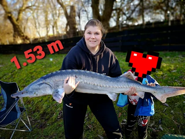 Stör