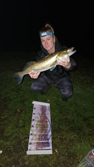 Zander