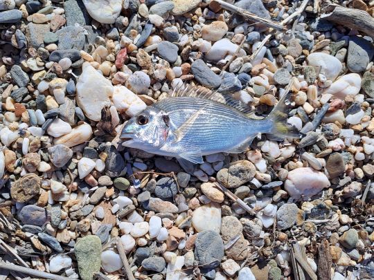 Dorade