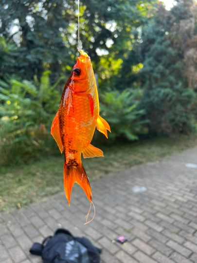 Goldfisch