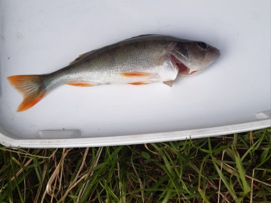 Flussbarsch-0