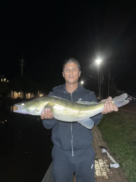 Zander