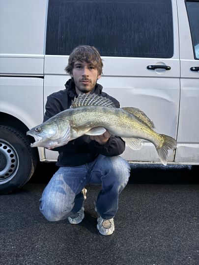 Zander