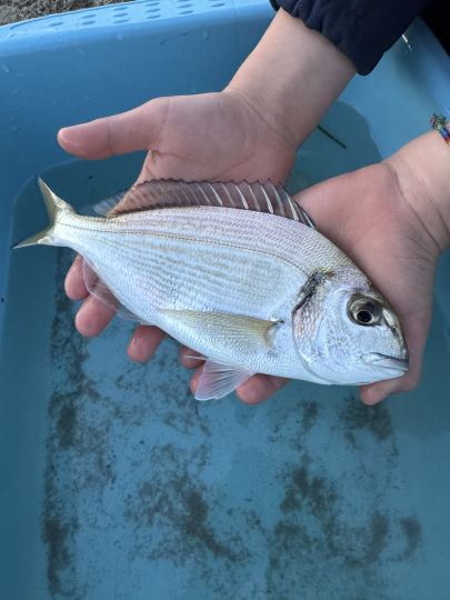 Dorade