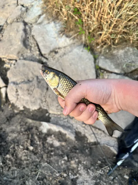 Döbel