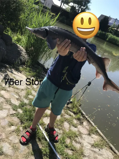 Stör