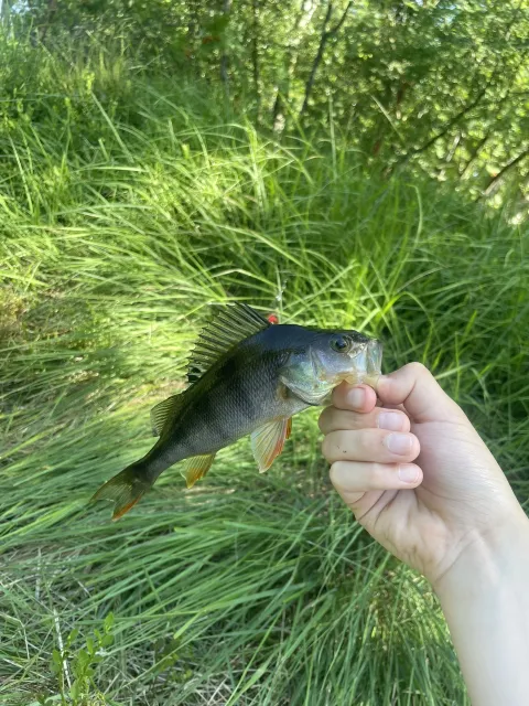 Flussbarsch