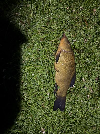 Schleie