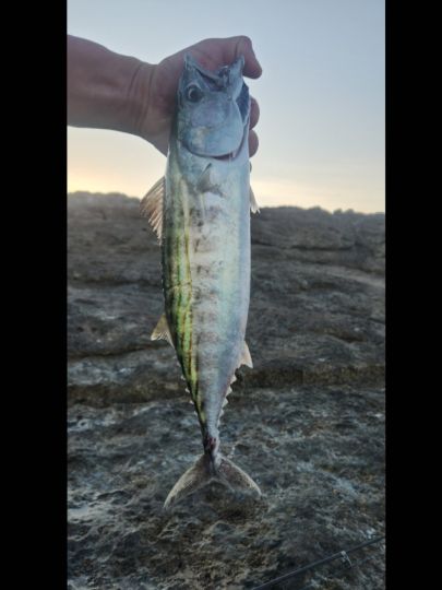 Bonito