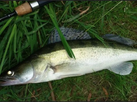 Zander