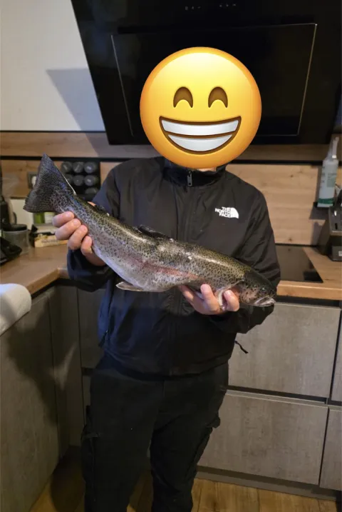 Regenbogenforelle