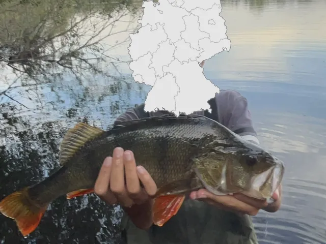 Flussbarsch