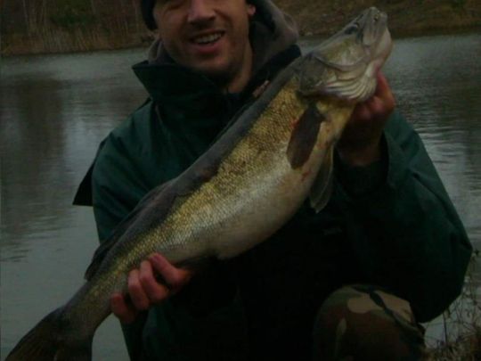 Zander