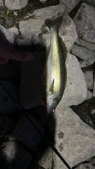 Zander