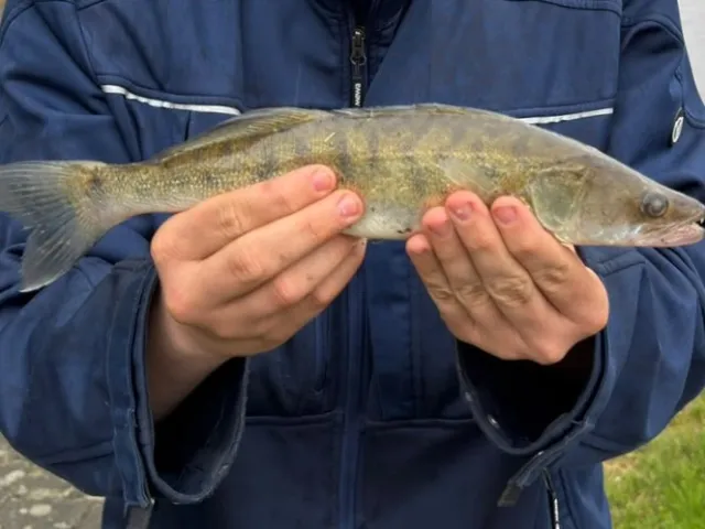 Zander