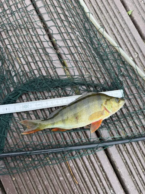 Flussbarsch