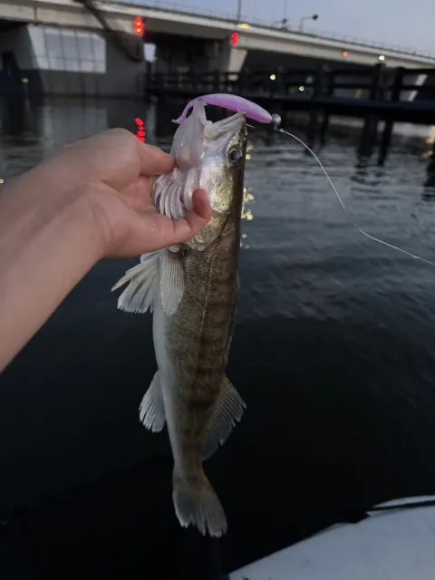 Zander