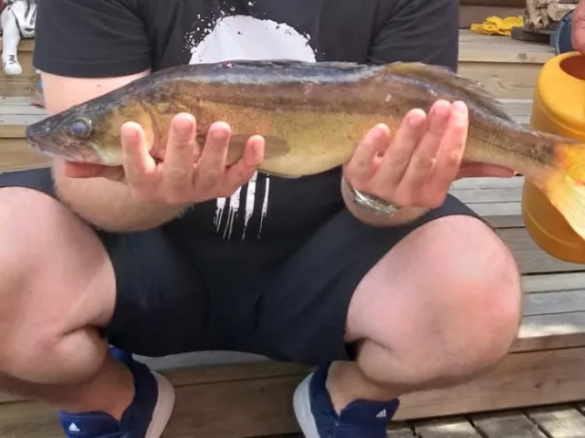 Zander