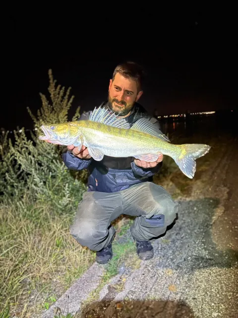 Zander
