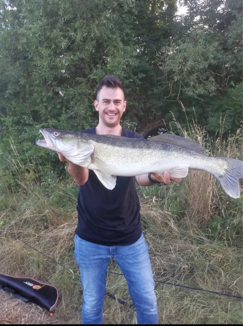 Zander
