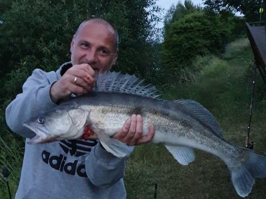 Zander
