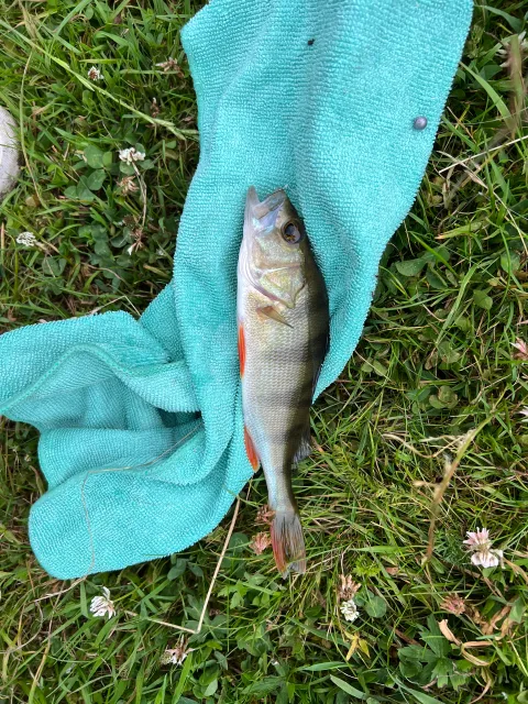 Flussbarsch