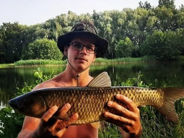 Graskarpfen