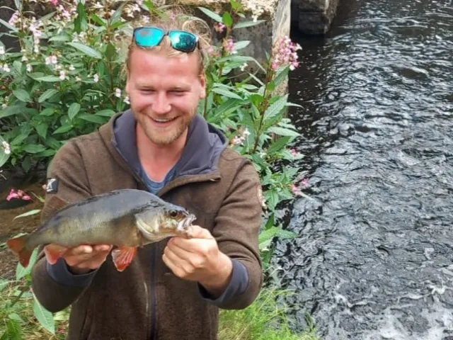 Flussbarsch