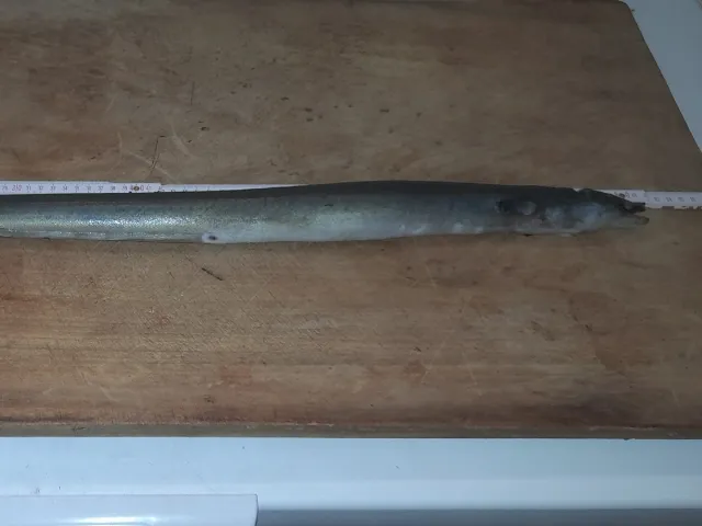 Aal