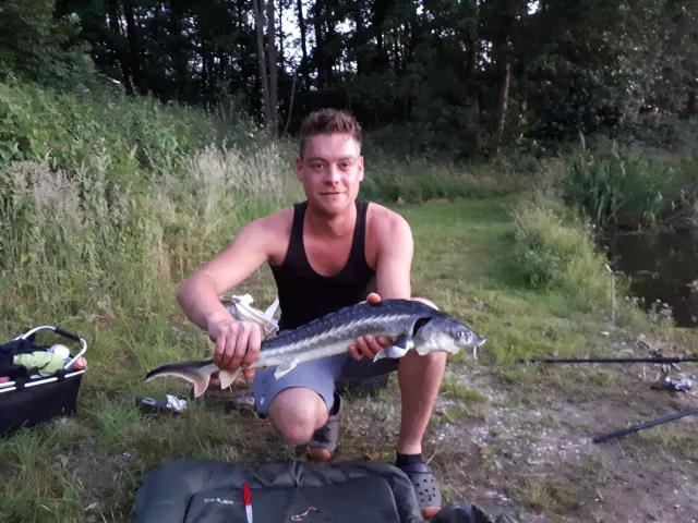 Stör
