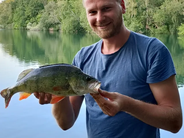 Flussbarsch