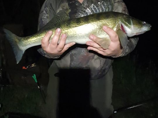 Zander