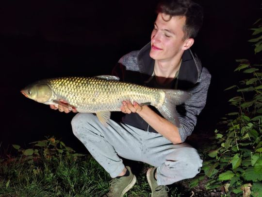 Graskarpfen