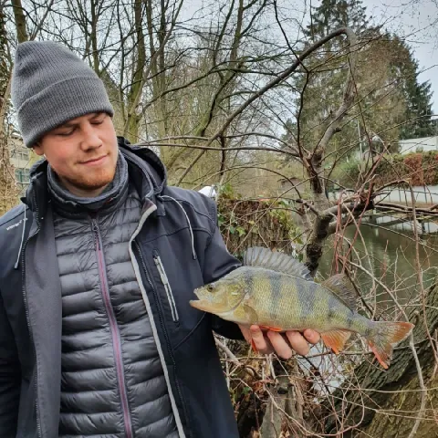 Flussbarsch