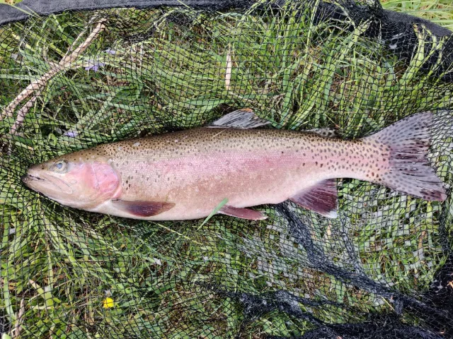 Regenbogenforelle
