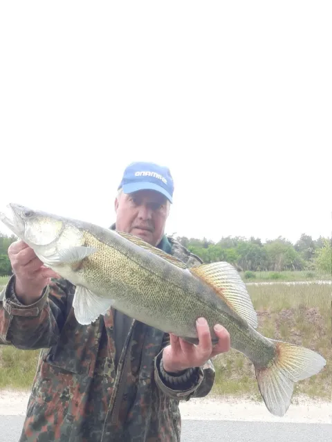 Zander