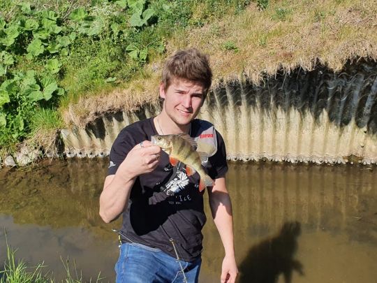 Flussbarsch