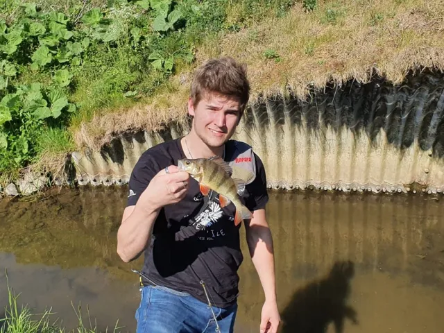 Flussbarsch