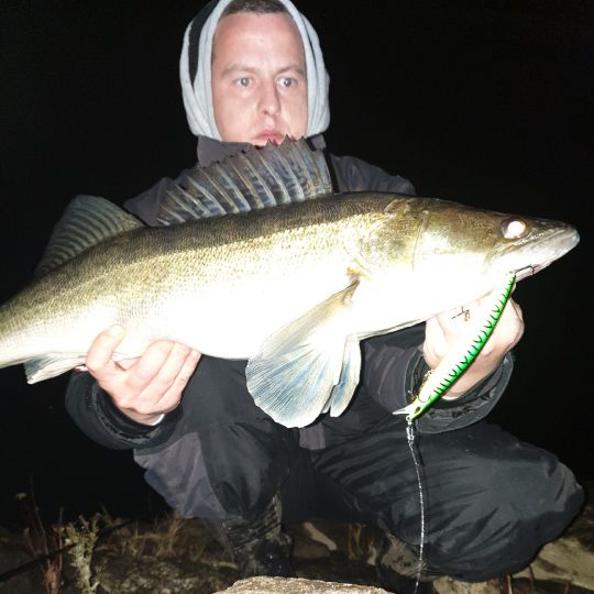 Zander