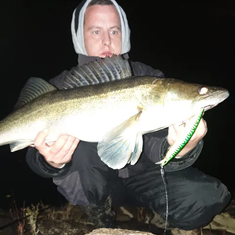 Zander