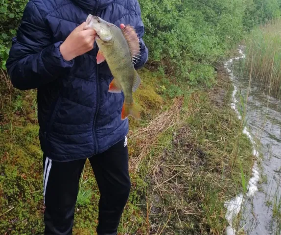 Flussbarsch