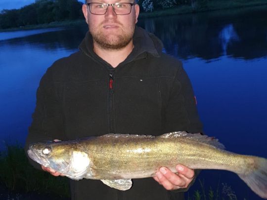 Zander
