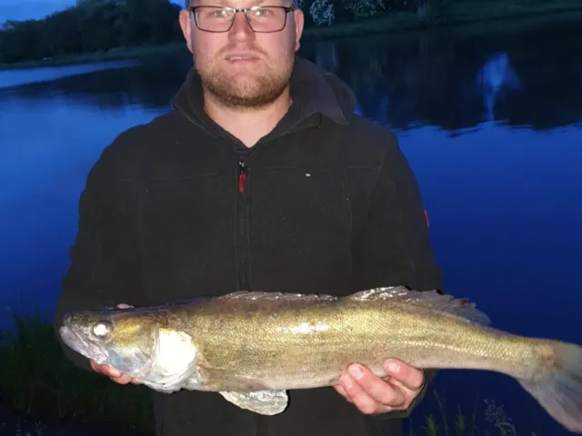 Zander