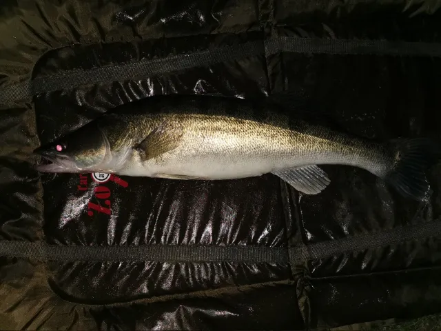 Zander