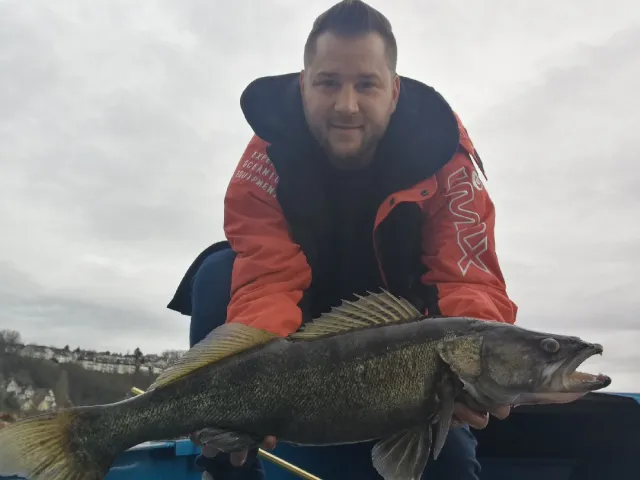 Zander