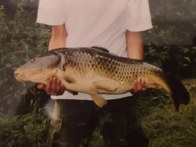 Karpfen